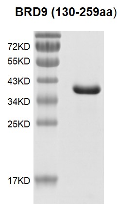 BRD9 (130-259) protein Coomassie gel