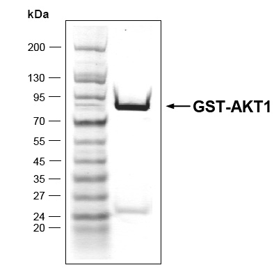 AKT1 protein Coomassie gel