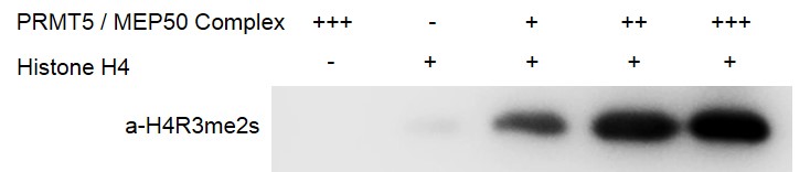 PRMT / MEP50 complex, Activity Assay