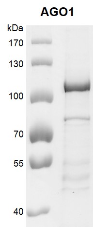 Recombinant AGO1 protein gel.