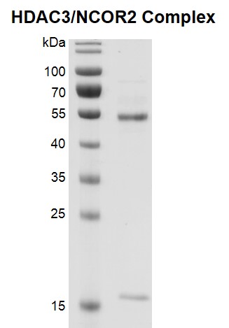 Recombinant HDAC3 / NCOR2 Complex gel.