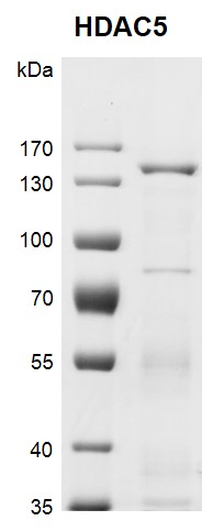 Recombinant HDAC5 protein gel.