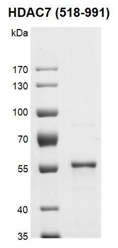 Recombinant HDAC7 (518-991) protein gel.