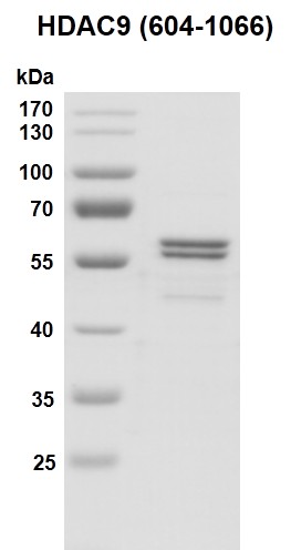 Recombinant HDAC9 (604-1066) protein gel.