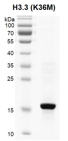 Recombinant Histone H3.3 (K36M) gel.