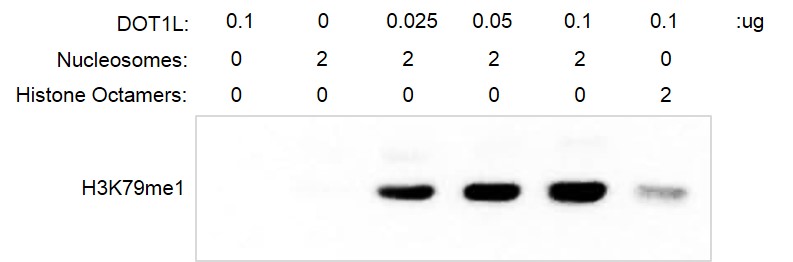 Western Blot Analysis for Recombinant Mononucleosomes (H2A.Bbd) - biotinylated. 