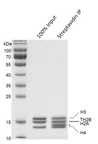 Streptavidin Pull-down of Biotinylated Recombinant Mononucleosomes (TH2B)