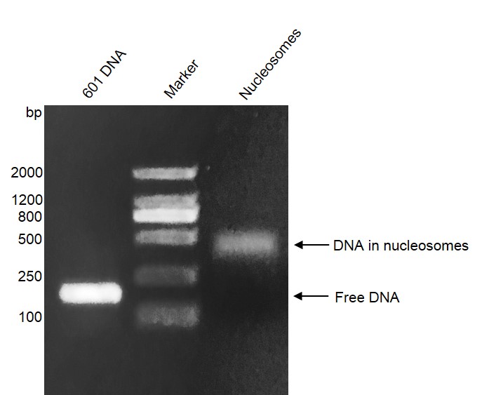 Recombinant Mononucleosomes (TH2B) - biotinylated DNA gel.