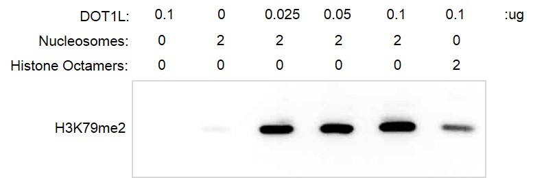 Western Blot Analysis for Recombinant Mononucleosomes (TH2B) - biotinylated.