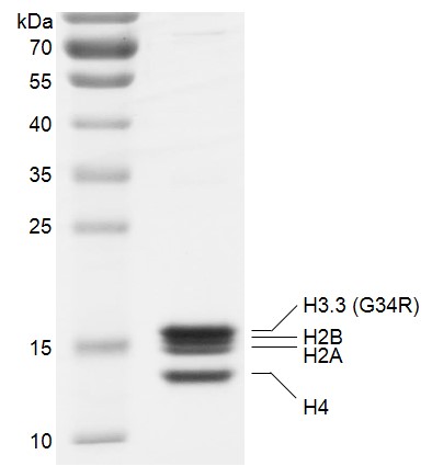 Recombinant Polynucleosomes H3.3 (G34R) protein gel.