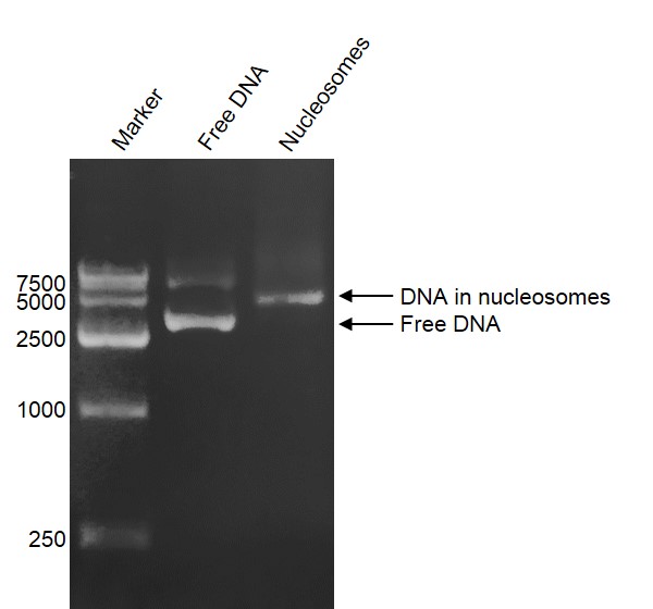 DNA Gel-shift assay for Recombinant Polynucleosomes H3.3 (G34R). 