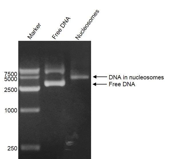 DNA Gel-shift assay for Recombinant Polynucleosomes H3.3 (G34V). 