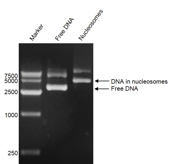 DNA Gel-shift assay for Recombinant Polynucleosomes H3.3 (G34W). 