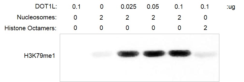 Histone Methyltransferase (HMT) Assay - Recombinant Polynucleosomes H3.3 