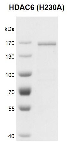 Recombinant HDAC6 (H230A) protein gel.