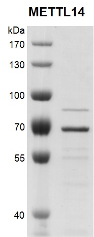 Recombinant METTL14 protein gel.
