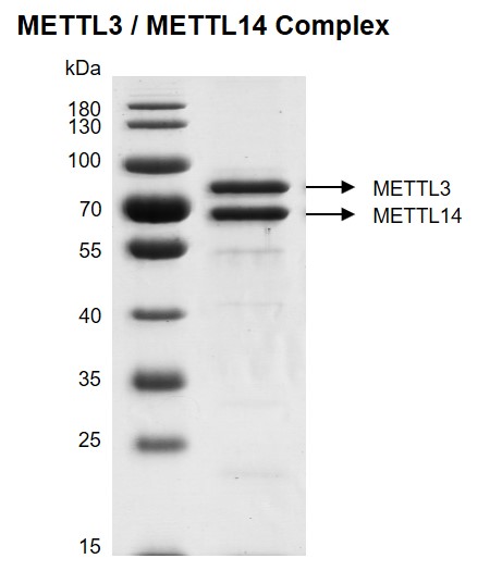 Recombinant METTL3 / METTL14 complex.