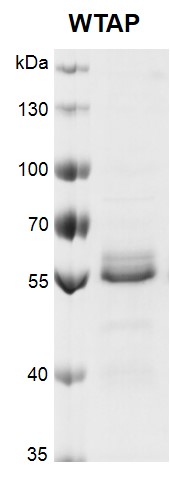 Recombinant WTAP protein gel.