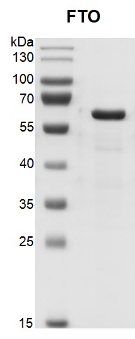 Recombinant FTO protein, SDS-PAGE gel.