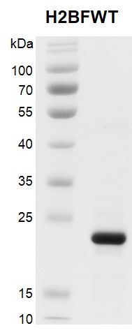 Recombinant Histone H2BFWT gel.