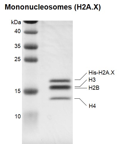 Recombinant Mononucleosomes (H2A.X) - biotinylated, SDS-PAGE.