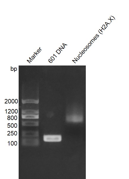 Recombinant Mononucleosomes (H2A.X) - biotinylated, DNA gel.