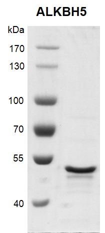 Recombinant ALKBH5 protein, SDS-PAGE gel