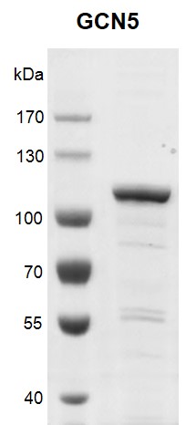 Recombinant KAT2A (GCN5) protein, SDS-PAGE gel.