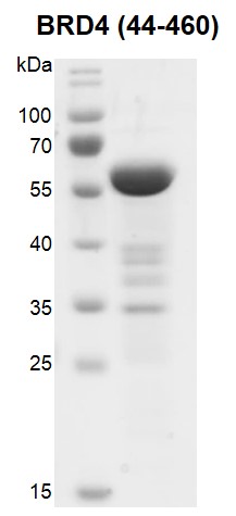 Recombinant BRD4 (44-460) protein gel