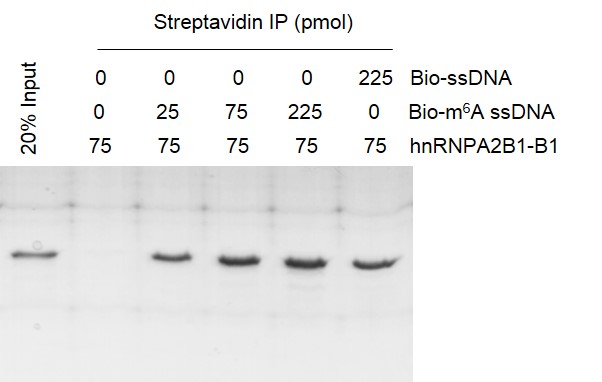 Recombinant hnRNPA2B1-B1 protein activity assay.