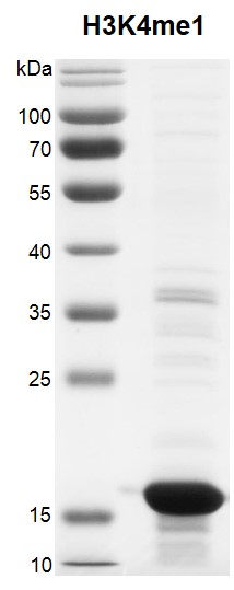 Recombinant Histone H3K4me1 (MLA) protein gel.