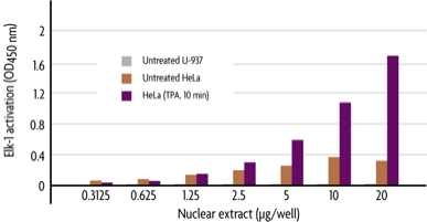 Figure 1: Monitoring Elk-1 activity in different cell lines with the TransAM Elk-1 Kit.