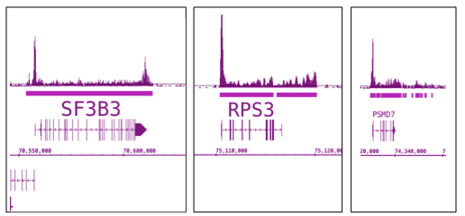 RNA pol II antibody (mAb) tested by ChIP-Seq.
