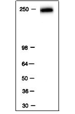 RNA pol II antibody (mAb) tested by Western blot.