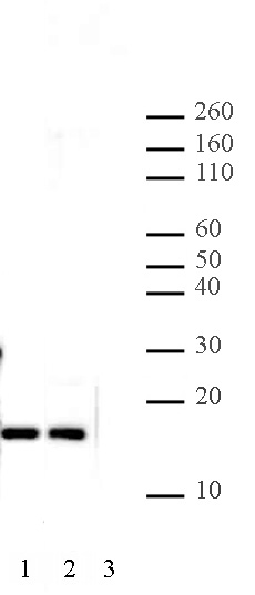 Histone H2A.Z antibody (pAb) tested by Western blot.