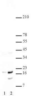 Histone H2A/H4S1ph antibody (pAb) tested by Western blot.