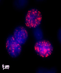 Histone H2A.XS139ph antibody (pAb) tested by immunofluorescence.