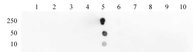Histone H3K18ac antibody (pAb) tested by dot blot analysis.
