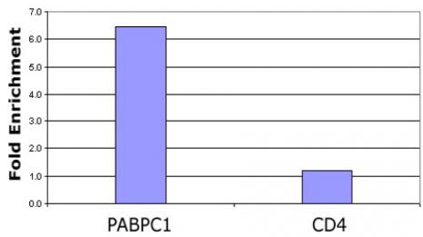 Histone H3K23ac antibody (pAb) tested by ChIP.