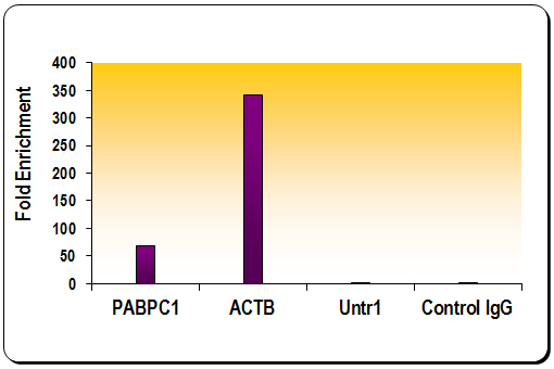 Histone H3K27ac antibody (pAb) tested by ChIP.