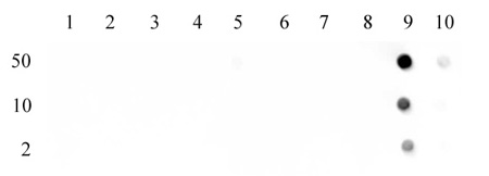 Histone H3K27ac antibody (pAb) tested by dot blot analysis.