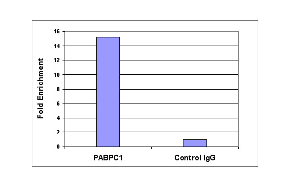 Histone H3K4me2 antibody (pAb) tested by ChIP.