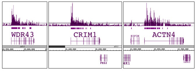 Histone H3K79me2 antibody (pAb) tested by ChIP-Seq.