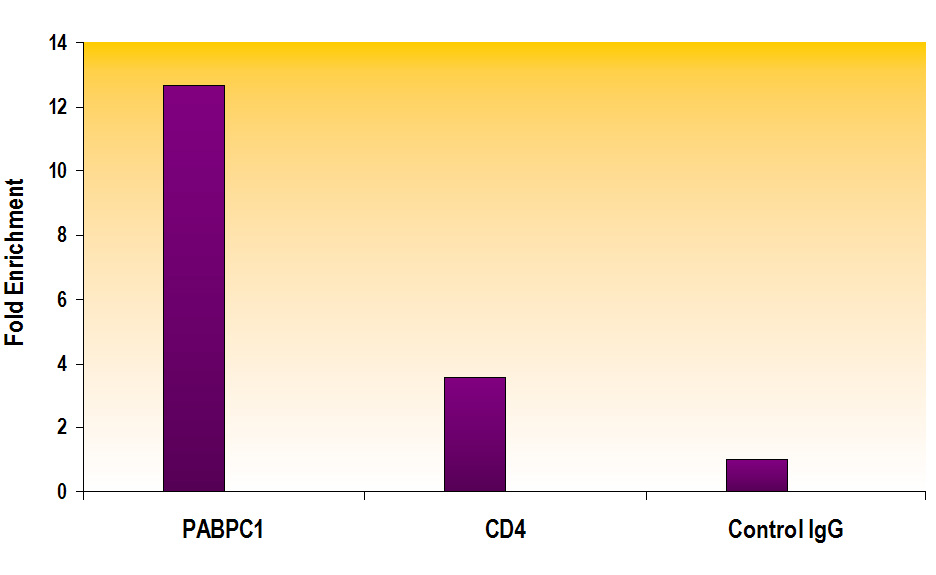 Histone H3K79me2 antibody (pAb) tested by ChIP.