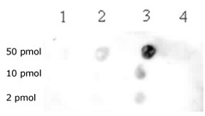 Histone H3K79me2 antibody (pAb) tested by dot blot analysis.