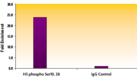 Histone H3S10phS28ph antibody (pAb) tested by ChIP.