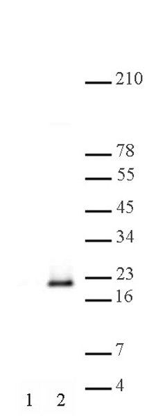 Histone H3S10phS28ph antibody (pAb) tested by Western blot.
