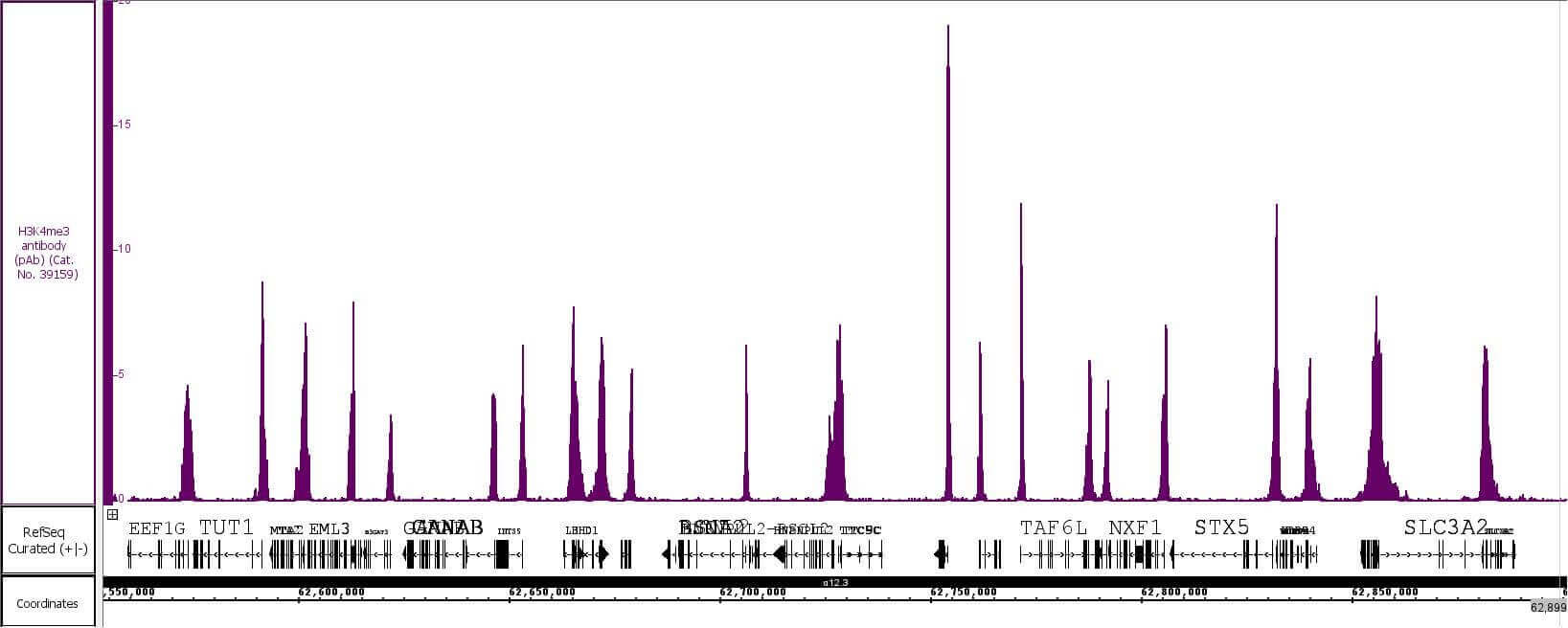 Histone H3K4me3 antibody (pAb) tested by TIP-ChIP.