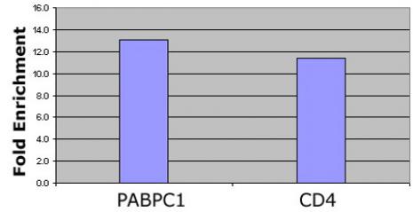 Histone H4K12ac antibody (pAb) tested by ChIP.