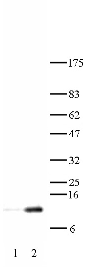 Histone H4K12ac antibody (pAb) tested by Western blot.